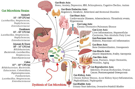 Gut Health and Chronic Back Pain